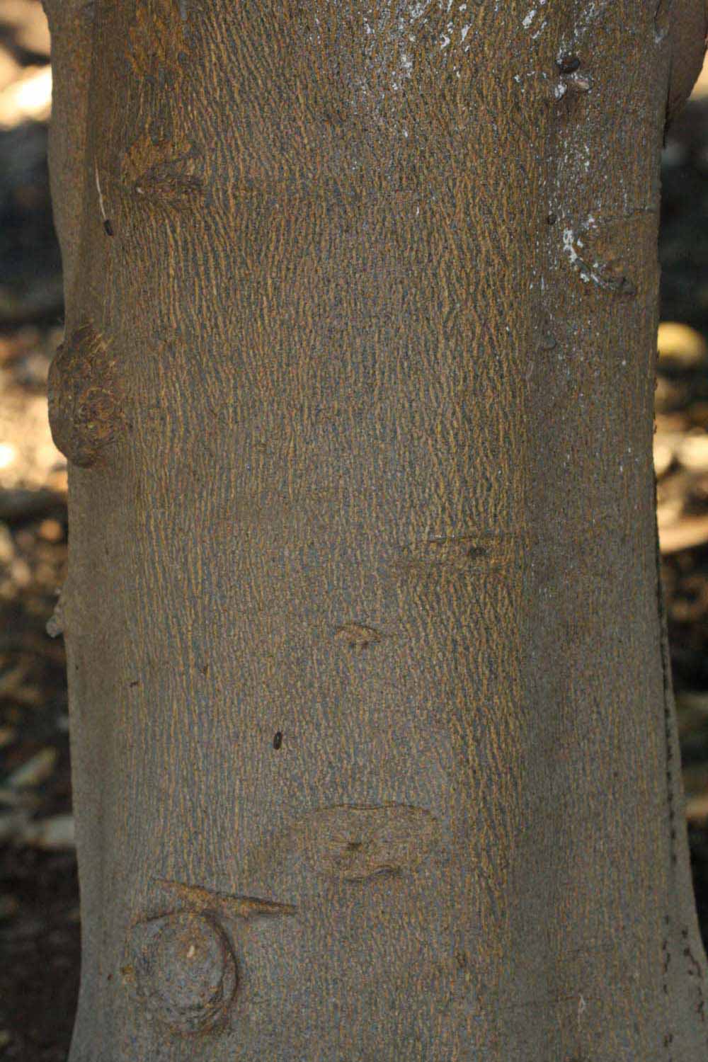             Bark (Riverside, CA)       